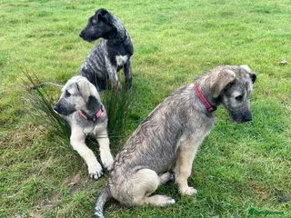Irish Wolfhound dogs for sale: 2 girls ready to go 😍 - Advert 1