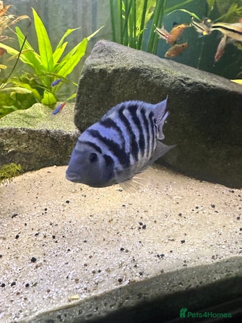 Cichlids fish - Advert 8