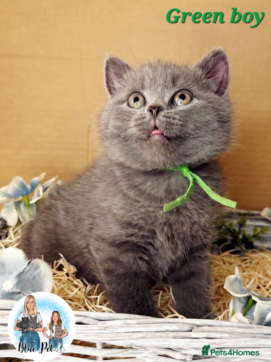 British Shorthair cats for sale: 4 beautiful British short hairs available  - Advert 13