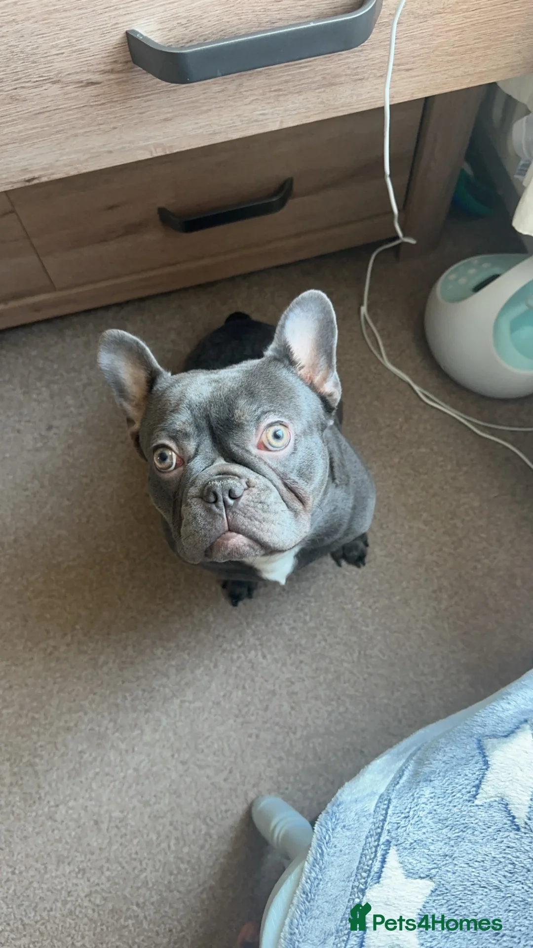 French Bulldog dogs for sale: New home for Frenchie - Advert 2
