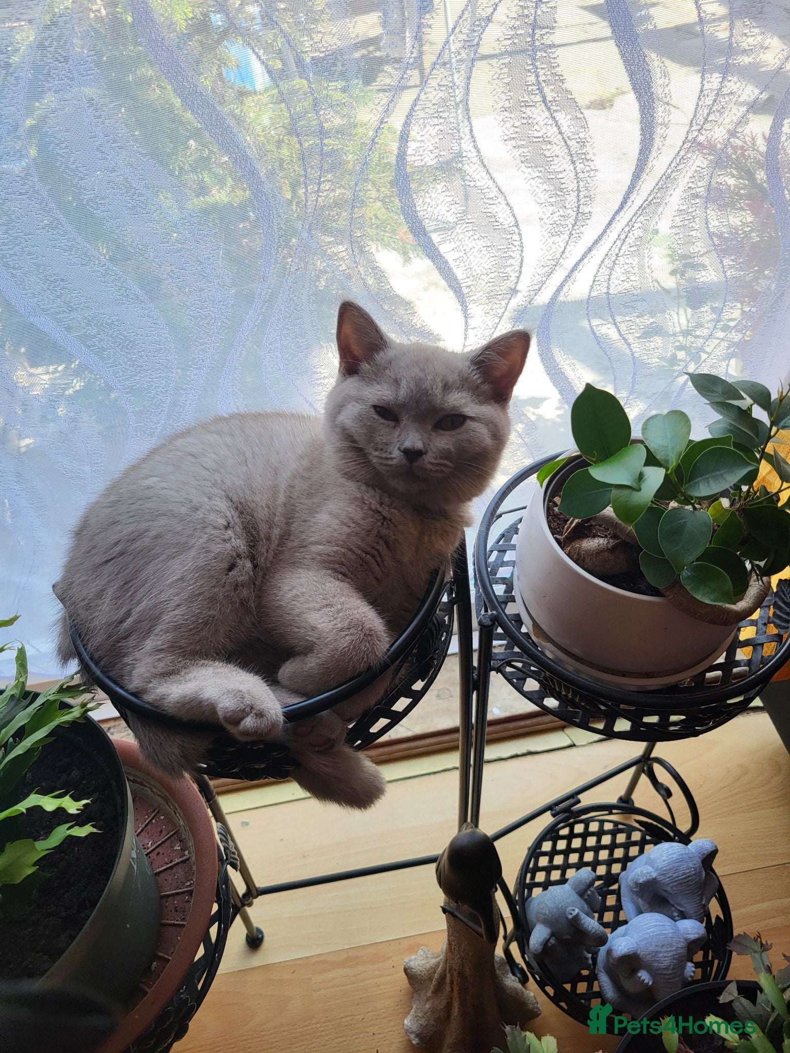 British Shorthair cats 4 adorable British Shorthair kittens - Advert 8