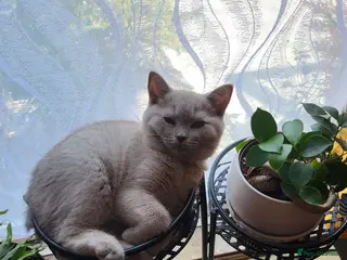 British Shorthair cats 4 adorable British Shorthair kittens - Advert 1