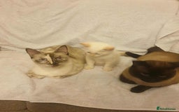 Siamese cats for sale: Flame point siamese kittens  - Advert 8