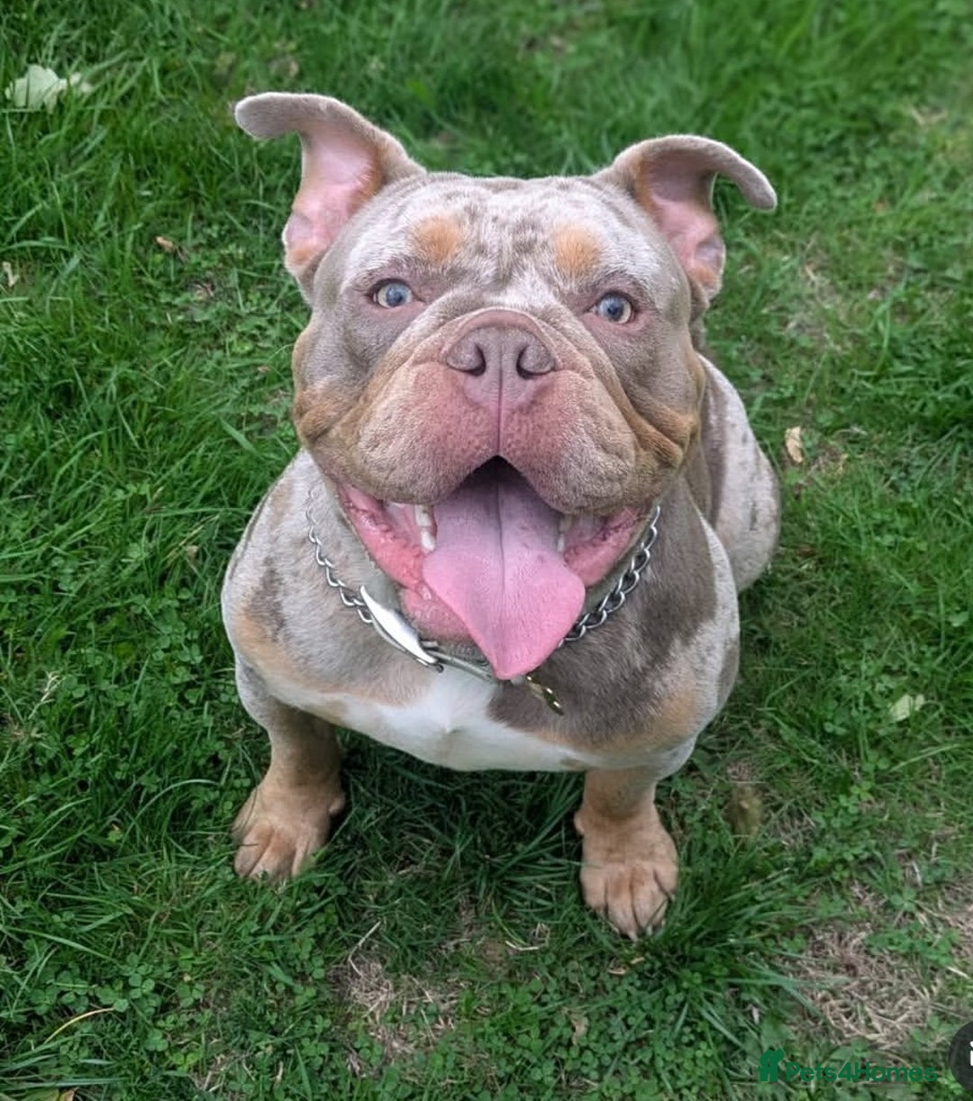 Olde English Bulldogge dogs for stud: NEBBR registered olde English bulldog  - Advert 8