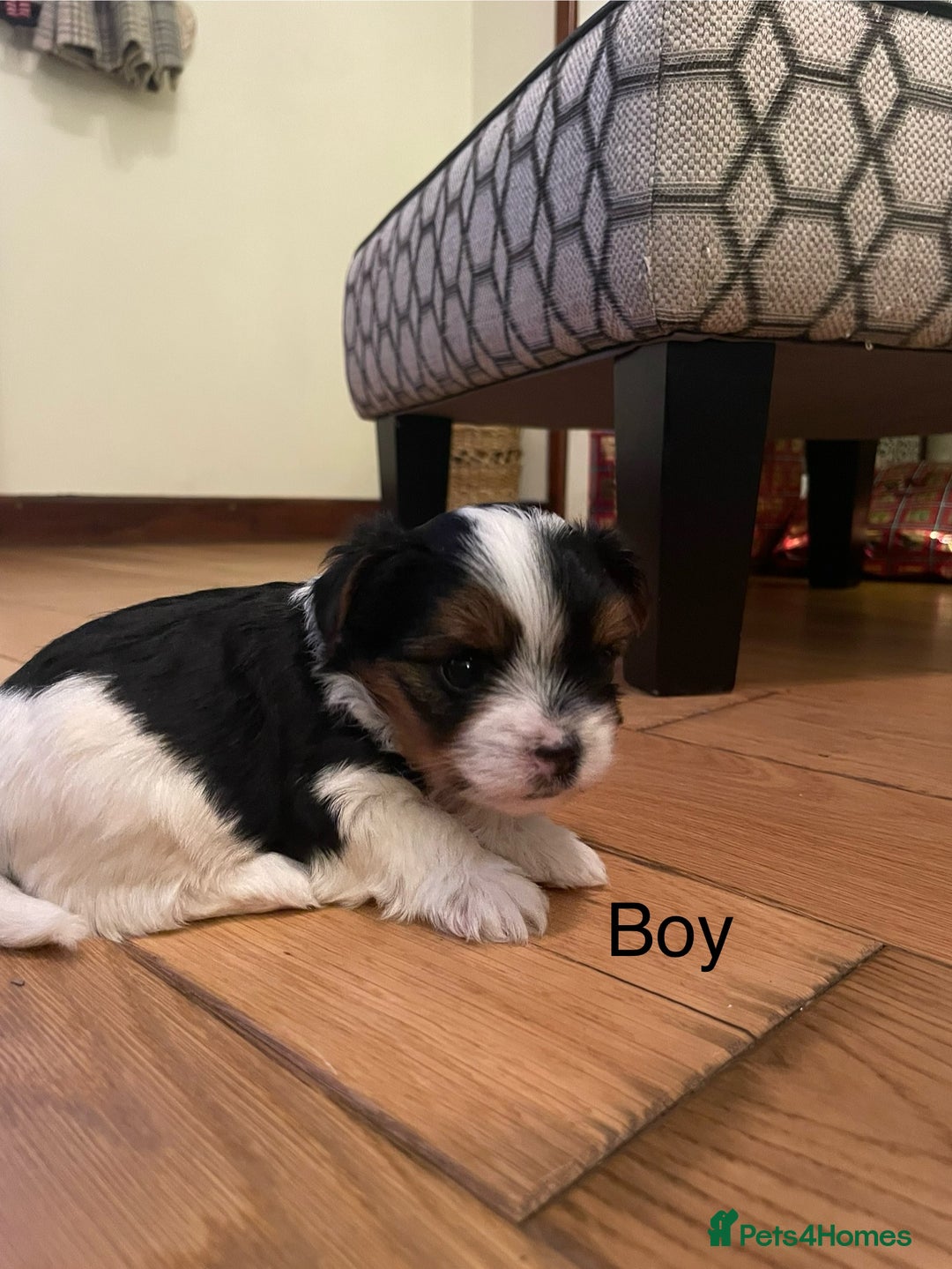 Biewer Terrier dogs for sale: Biewer Terrier Puppies - Advert 26