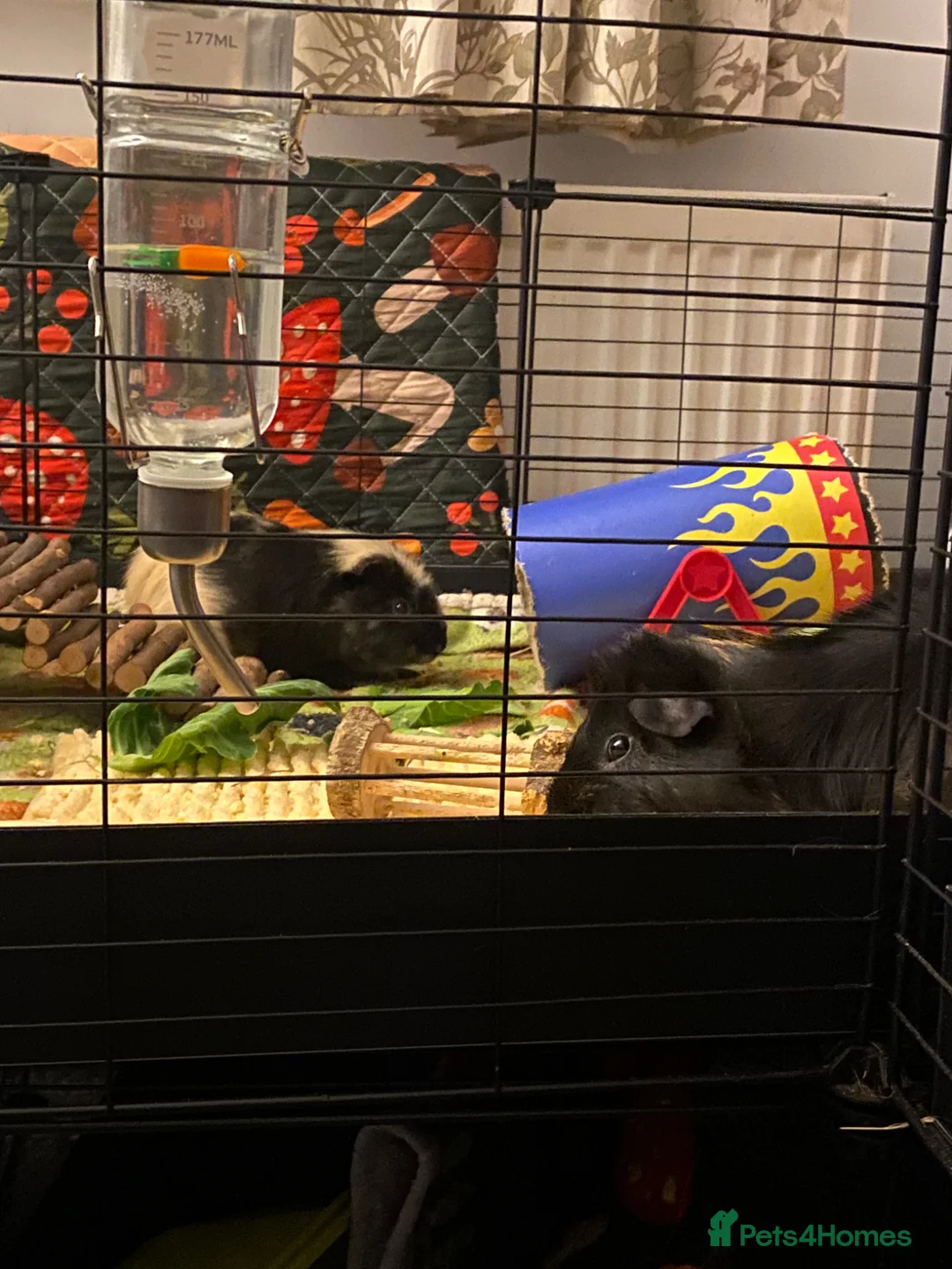 Guinea Pig rodents for sale: Forever home wanted🩵2 Male piggies  - Advert 1