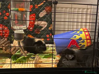 Guinea Pig rodents Forever home wanted🩵2 Male piggies - Advert 1