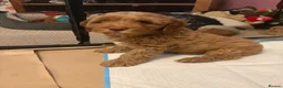 Cockapoo dogs for sale: Last Stunning cockapoo girl ready now - Advert 24