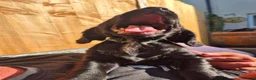 Sprocker dogs for sale: Working Sprocker Spaniels  - Advert 2