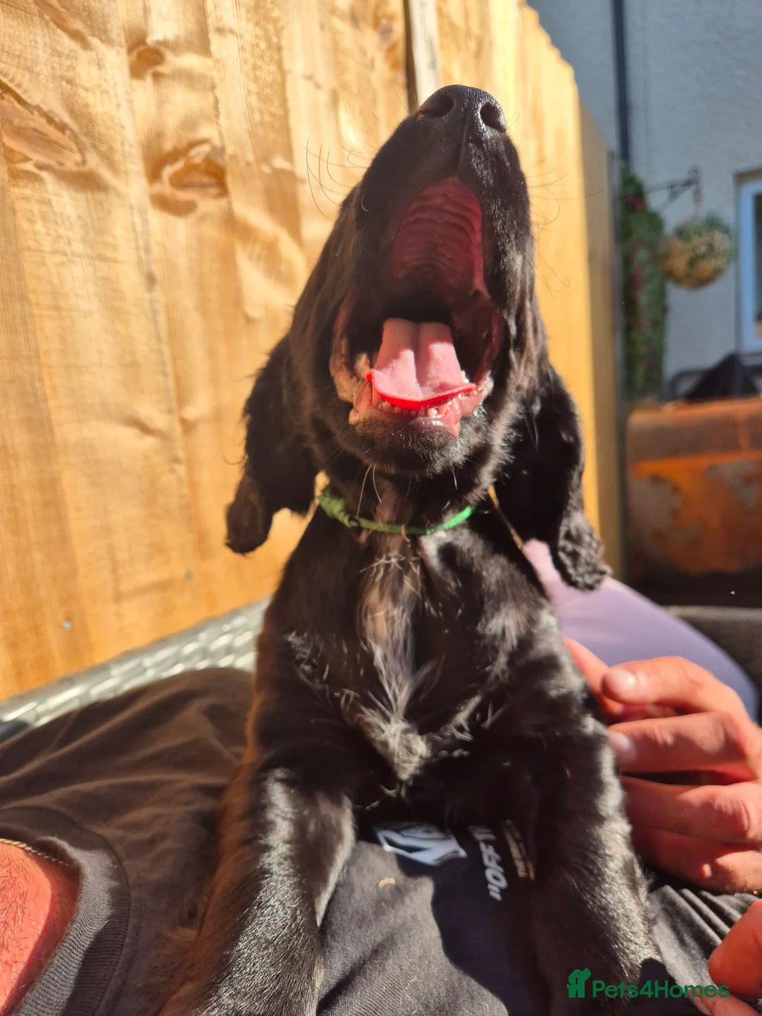 Sprocker dogs for sale: Working Sprocker Spaniels  - Advert 2