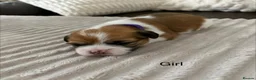 Shih Tzu dogs for sale: Beautiful Shih Tzu puppies  - Advert 9