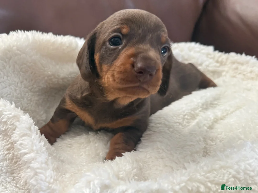 Miniature Dachshund dogs for sale: Miniature Dachshund KC registered in Burry Port - Advert 2
