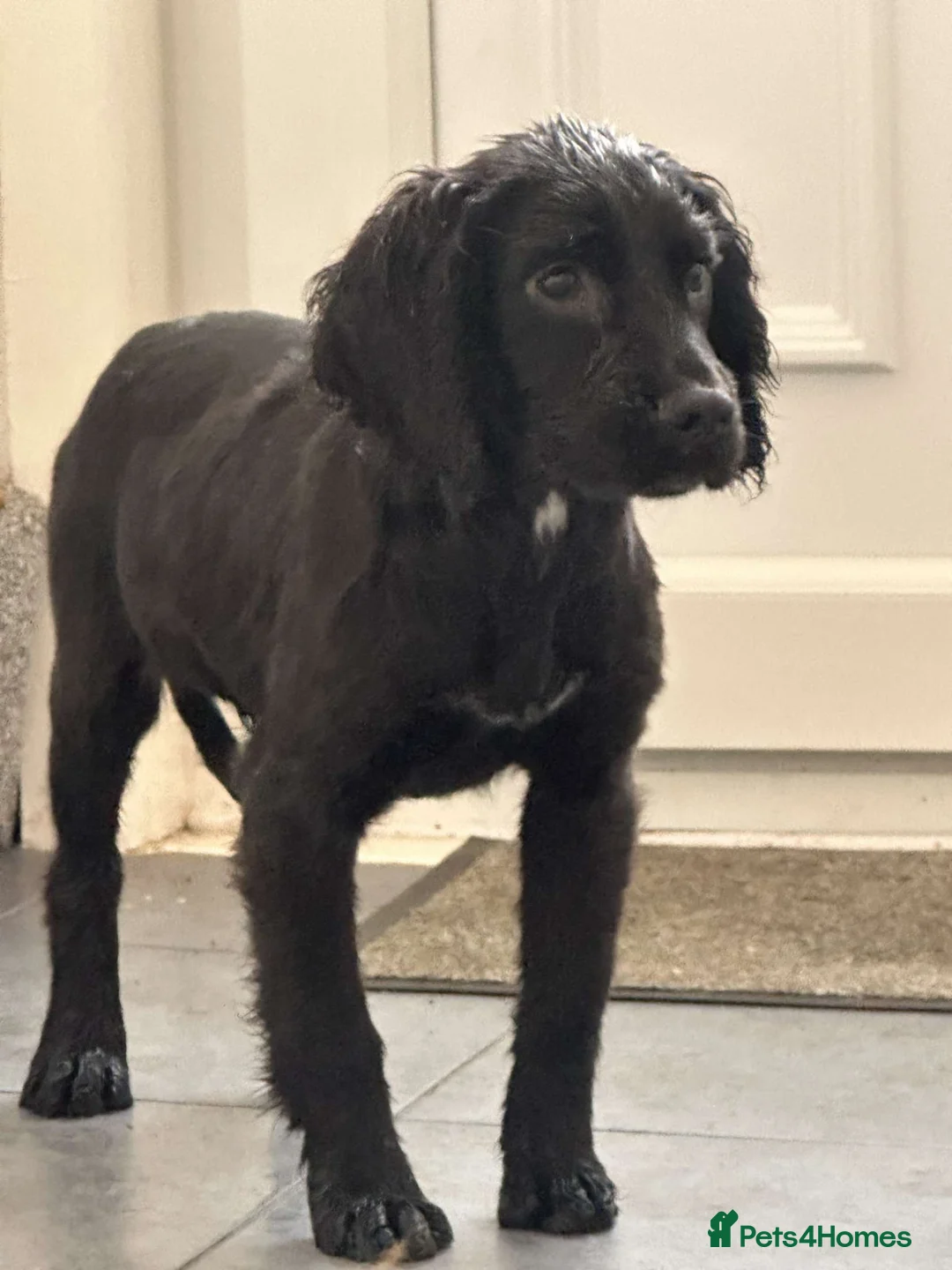 Cocker Spaniel dogs for sale: 2 stunning 5 month old cocker boys  - Advert 3