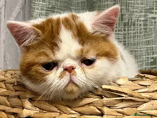 Exotic cats Exotic kittens - Advert 8