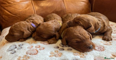 Cockapoo dogs - Advert 8