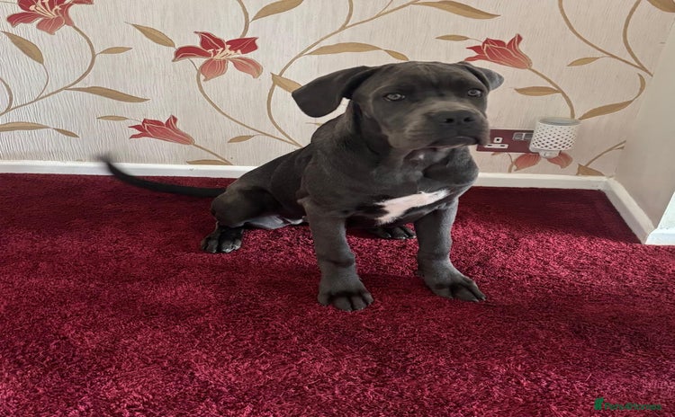 Cane Corso dogs - Advert 1