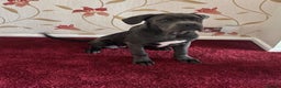 Cane Corso dogs for sale: Italian cane corso puppies  - Advert 1