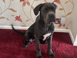 Cane Corso dogs - Advert 7