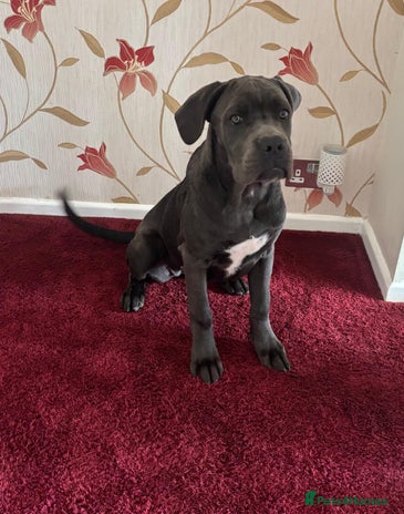 Cane Corso dogs - Advert 2