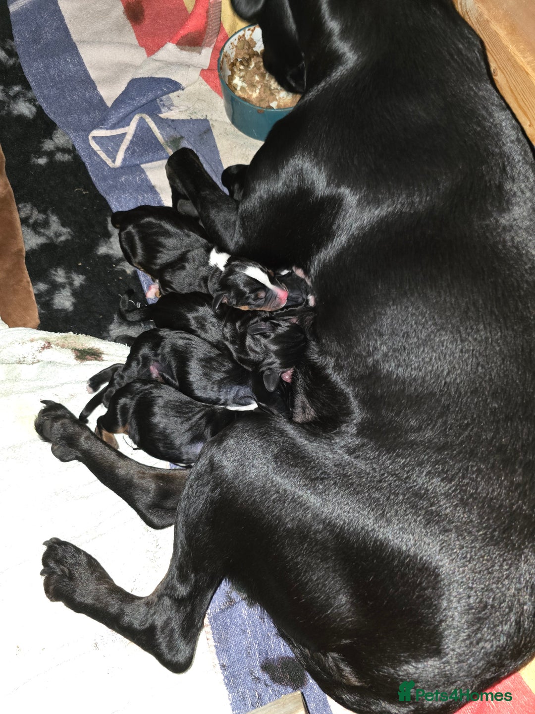 Mixed Breed dogs for sale: Sprocker puppies ready 10th Jan - Advert 2