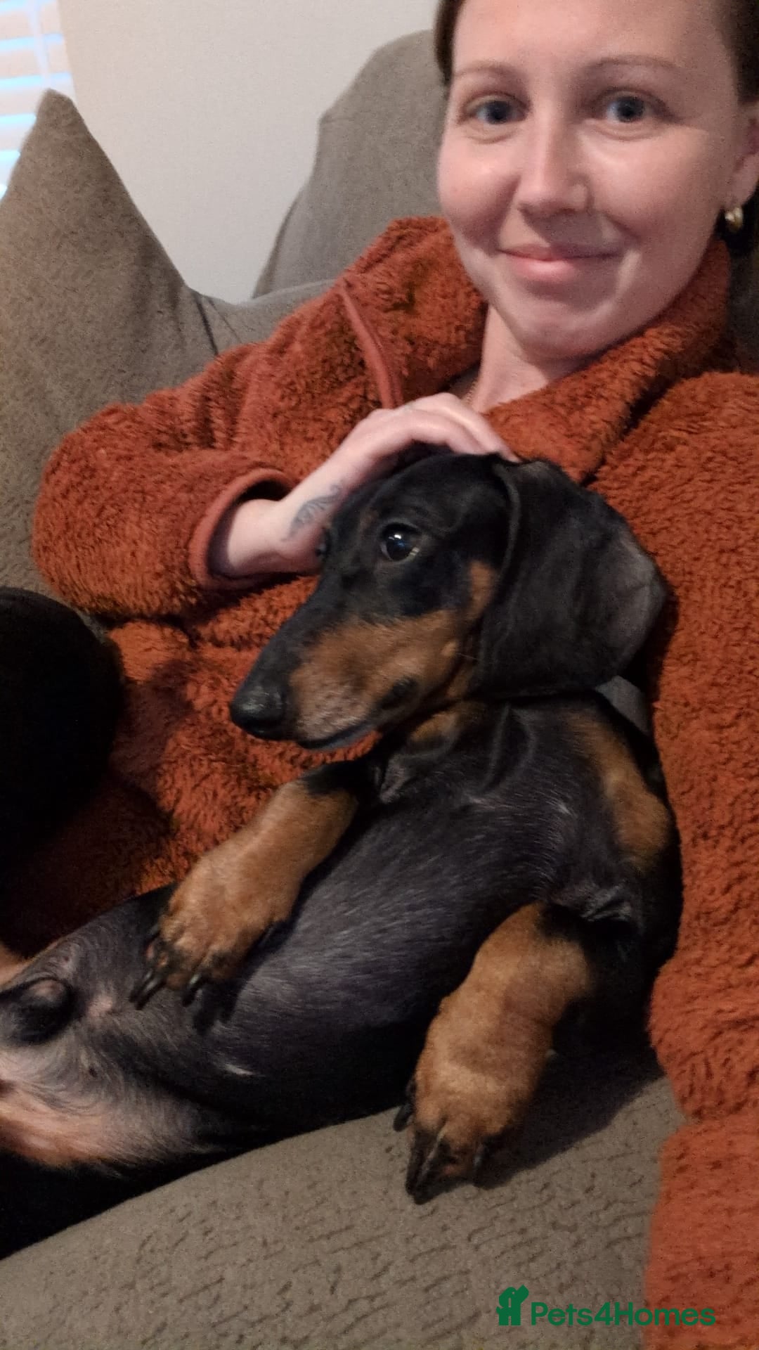 Dachshund dogs 2 x Dachshund, Must go together  - Advert 1