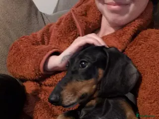Dachshund dogs 2 x Dachshund, Must go together - Advert 2