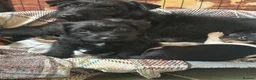 Patterdale Terrier dogs for sale: fell terrier x patterdale - Advert 1