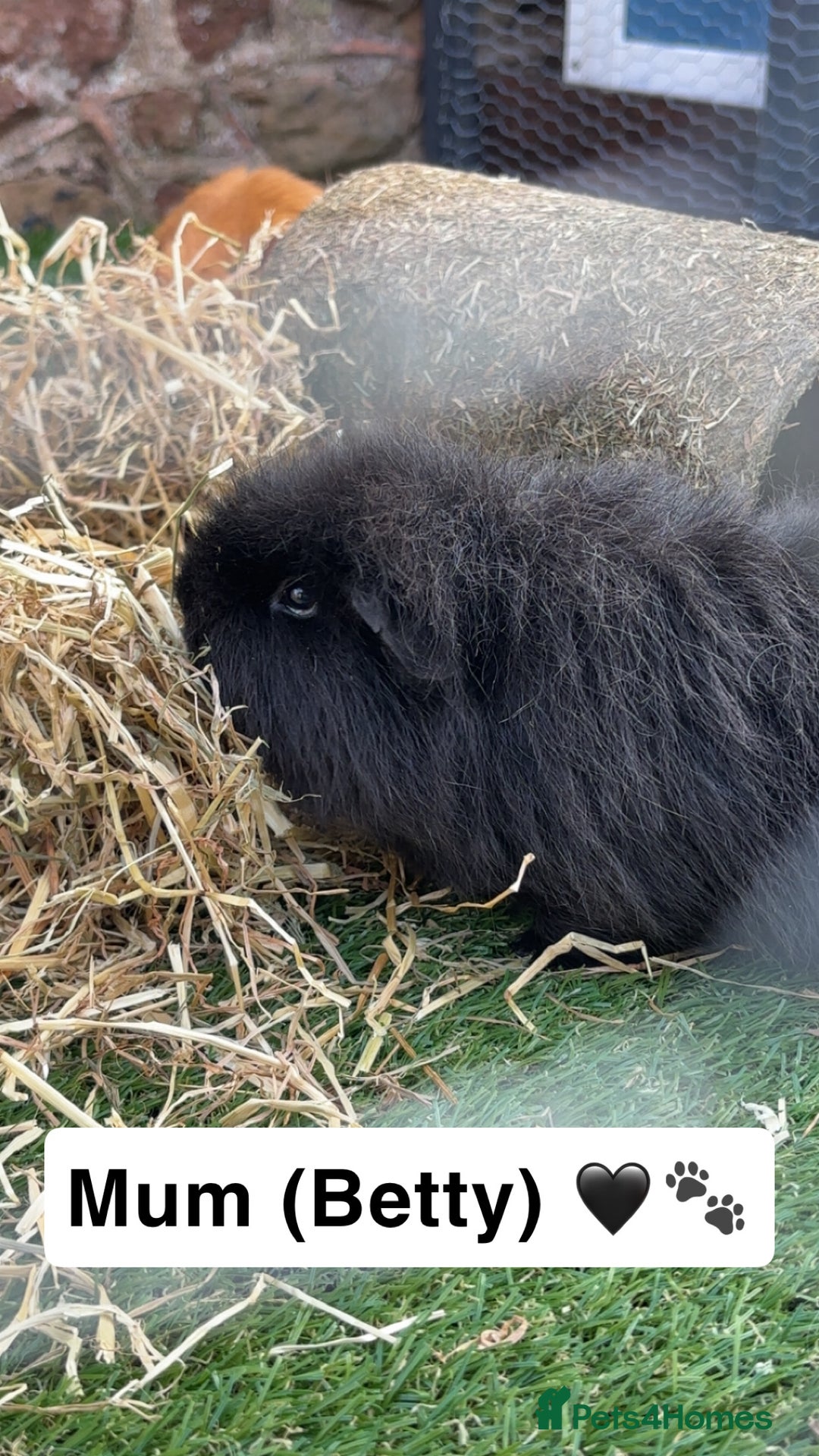 Guinea Pig rodents for sale: Young bonded male guinea pigs 🩶🤍 - Advert 10