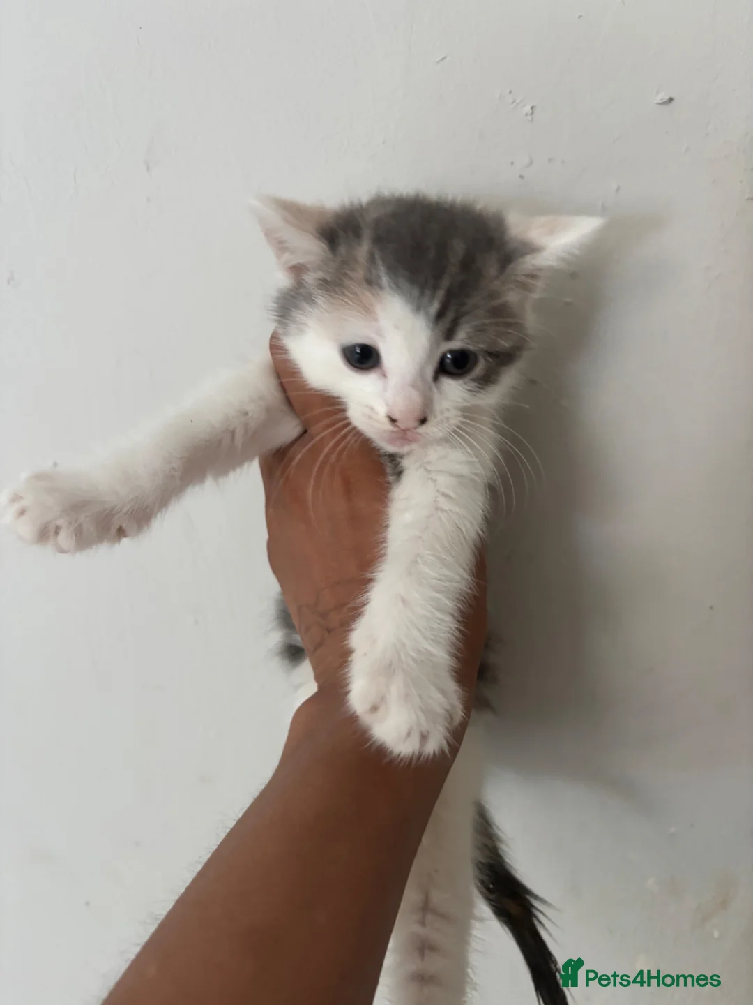 Bengal cats for sale: Bengal kittens mixed litter beautiful rare coats - Advert 2