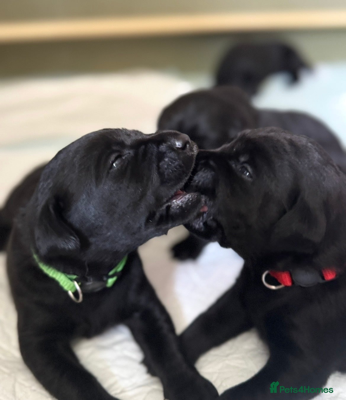 Labrador Retriever dogs 🖤BOYS KC reg Health tested🖤 - Advert 10