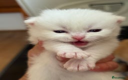 British Longhair cats for sale: GCCF reg BLH Black and Chocolate Golden kittens - Image 14