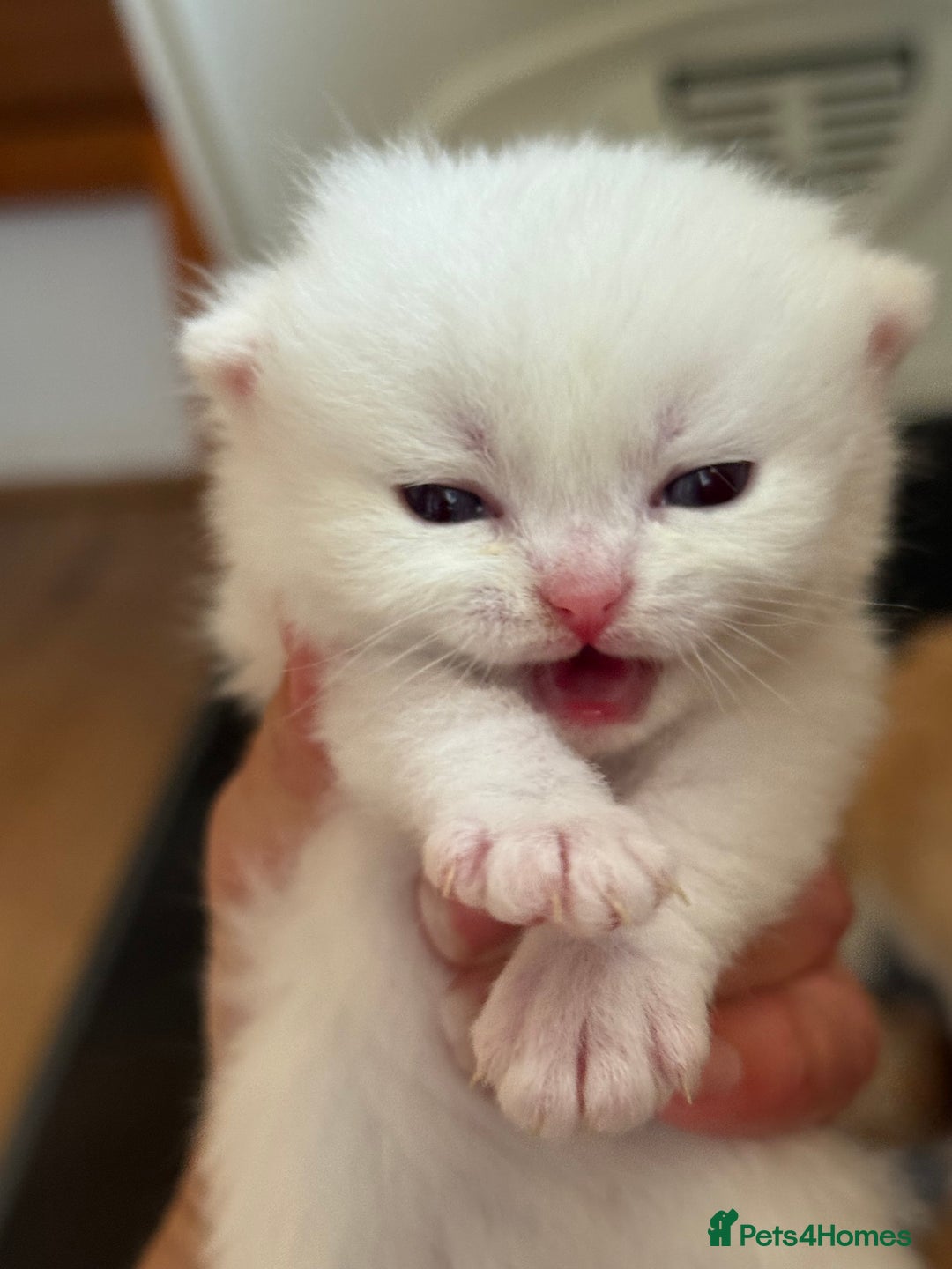 British Longhair cats for sale: GCCF reg BLH Black and Chocolate Golden kittens - Image 14