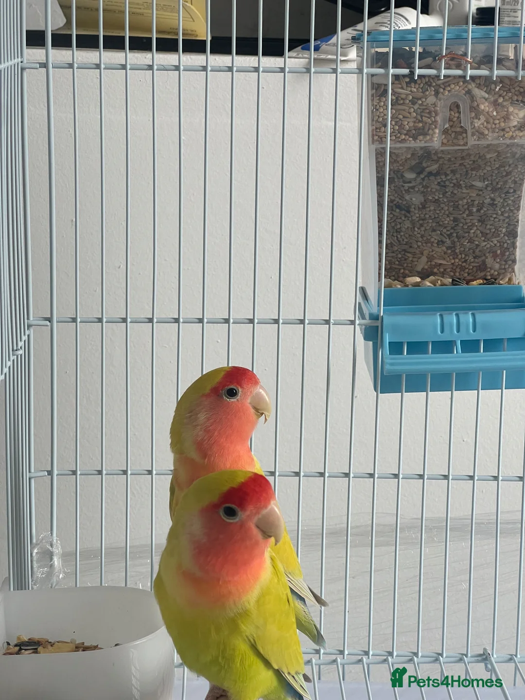 Lovebirds birds for sale: Lovebirds  - Advert 1