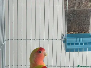 Lovebirds birds Lovebirds - Advert 1