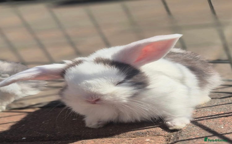 English Lop rabbits - Advert 2