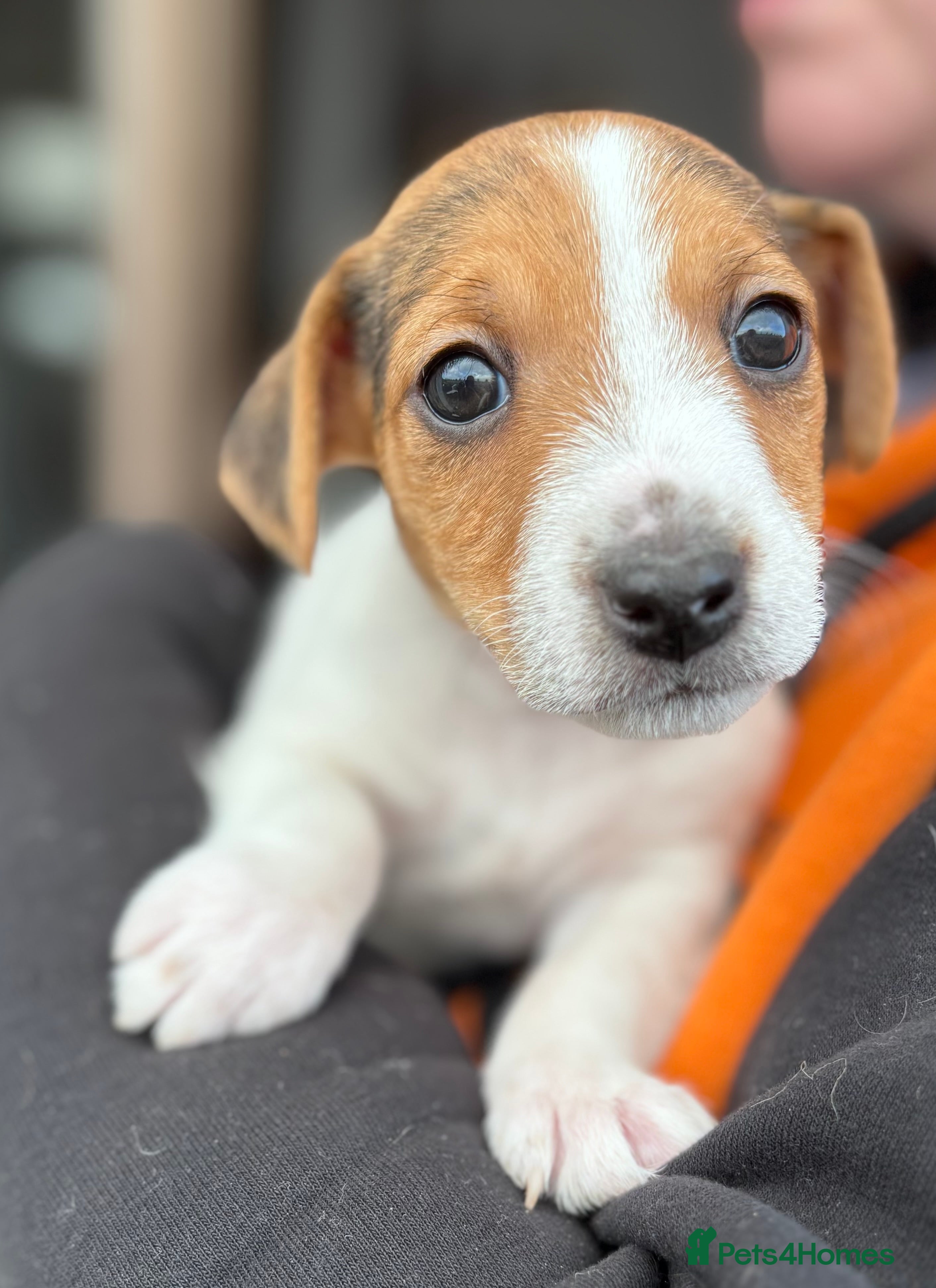 Jack Russell dogs Jack Russell puppies  - Advert 6