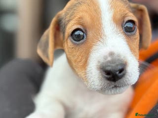 Jack Russell dogs Jack Russell puppies - Advert 2