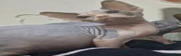 Sphynx cats for sale: Stunning Sphynx Kittens – Ready Now🩷🩵 - Advert 5