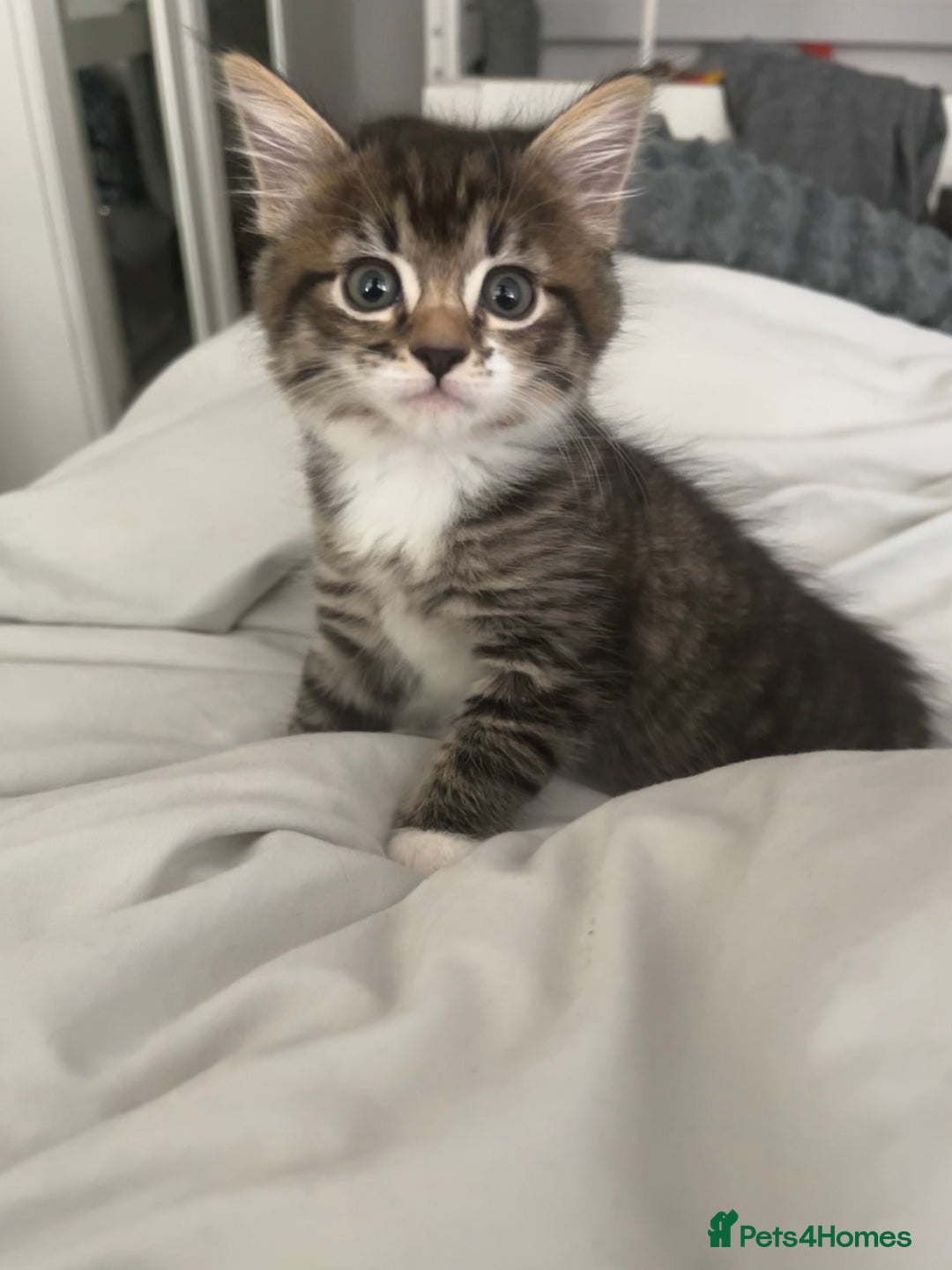 Mixed Breed cats for sale: 3 Healthy, Playful Kittens  - Image 31