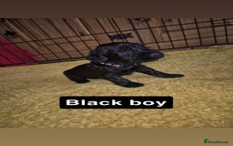 Cocker Spaniel dogs for sale: Working Cocker Spaniel Pups - Image 8