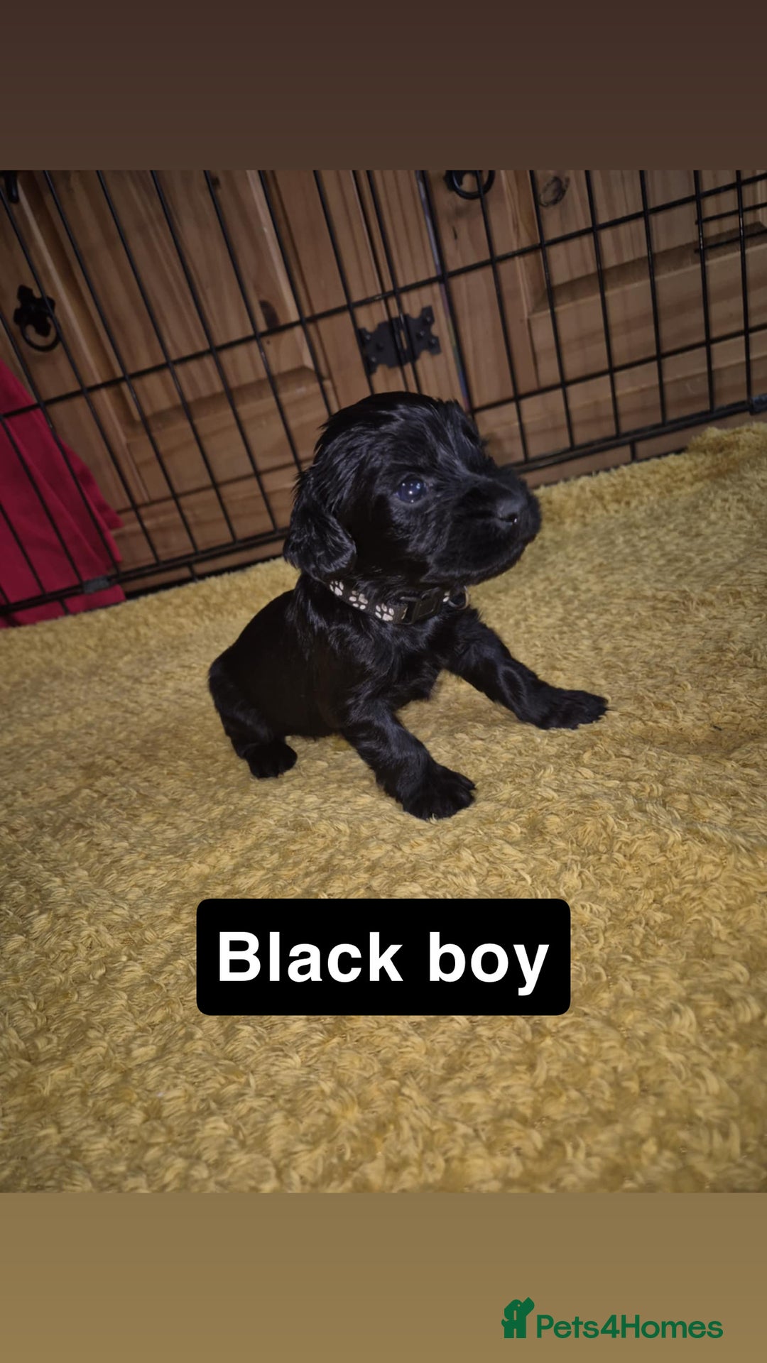 Cocker Spaniel dogs for sale: Working Cocker Spaniel Pups - Image 8