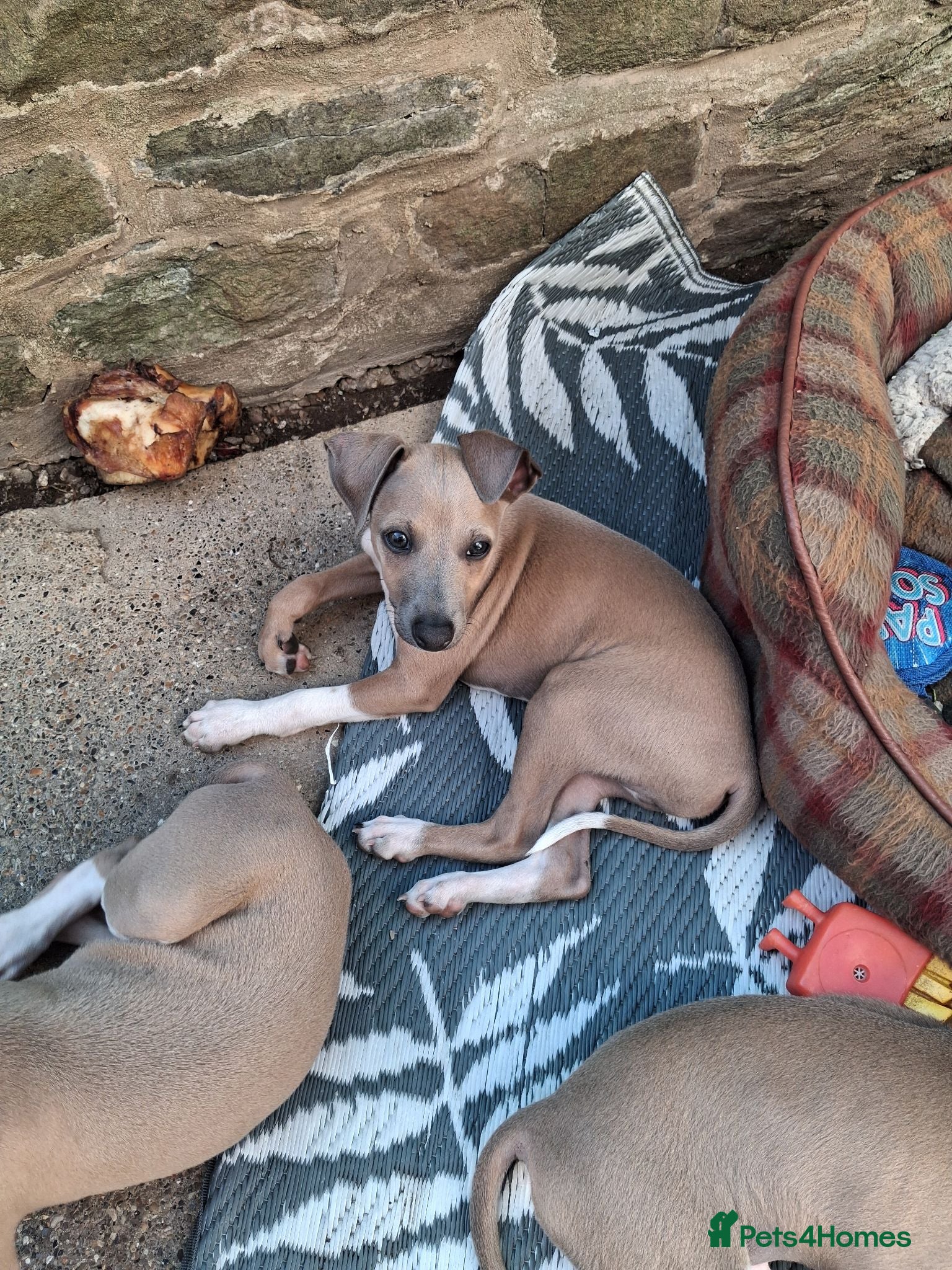 Italian Greyhound dogs READY KC Registered Italian greyhound Dog puppy - Advert 2