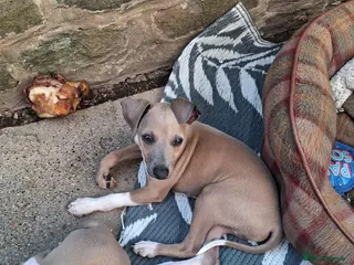 Italian Greyhound dogs READY KC Registered Italian greyhound Dog puppy - Advert 2