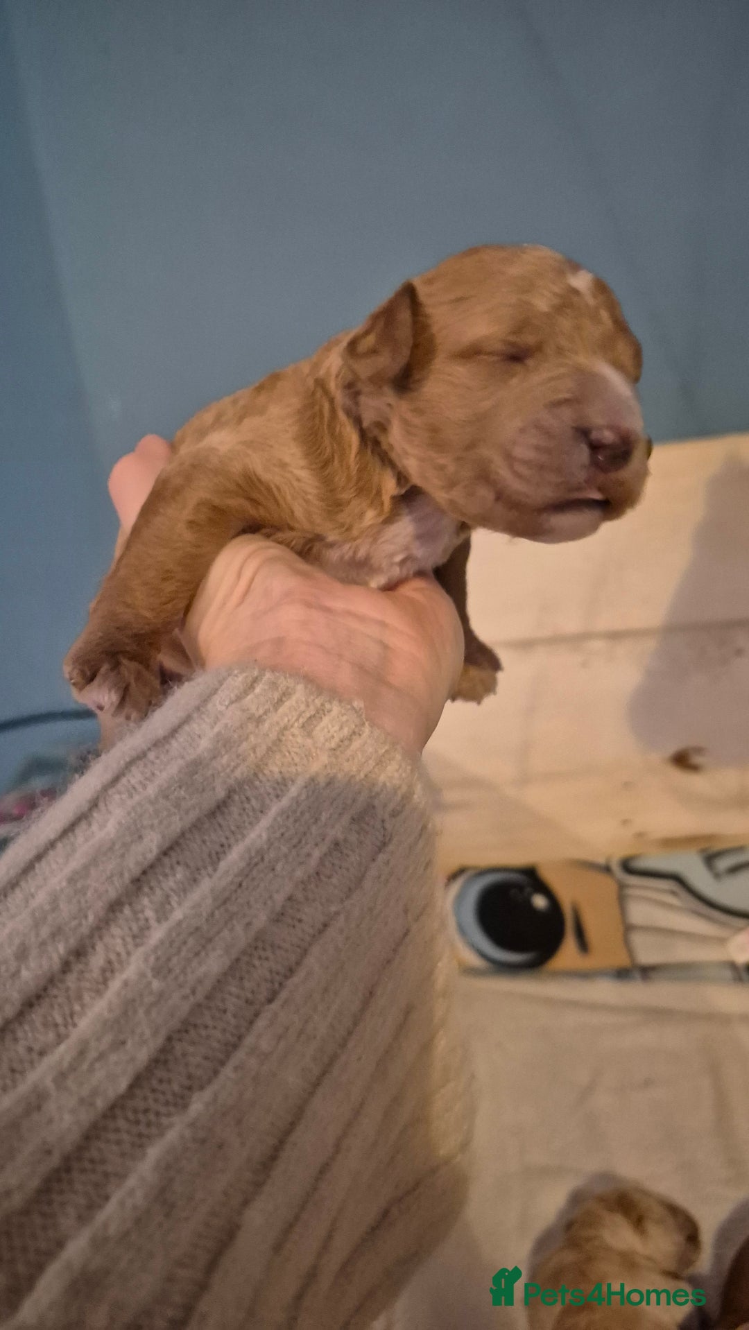 Australian Labradoodle dogs for sale: Australian Labradoodle Puppies  - Advert 7