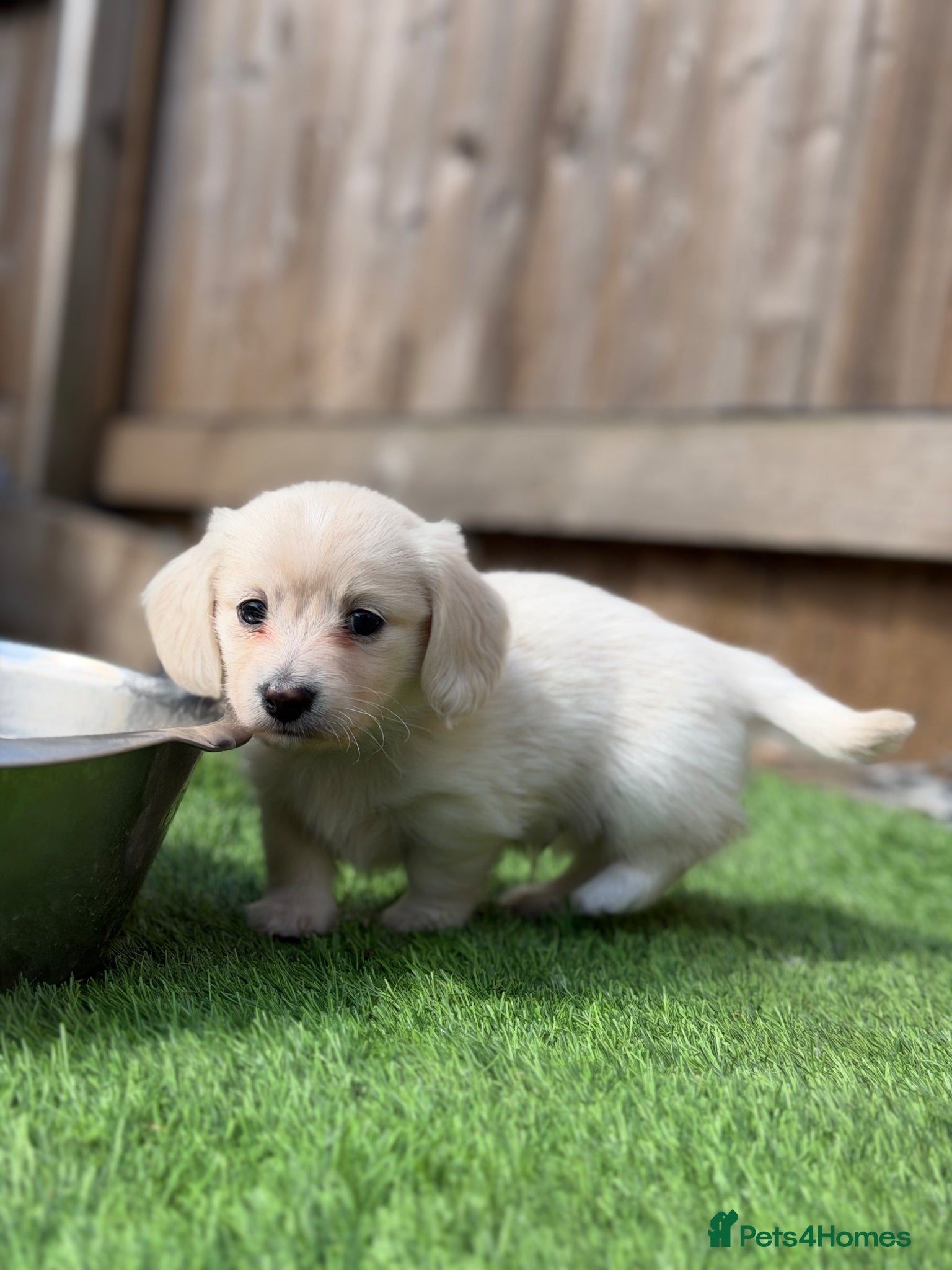 Miniature Dachshund dogs KC Reg Long haired intense cream mini dachshund  - Advert 3