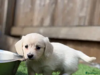 Miniature Dachshund dogs KC Reg Long haired intense cream mini dachshund - Advert 3