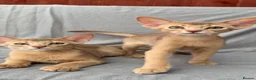 Abyssinian cats for sale: Beautiful Fawn Abyssinian Girl 🤍❤️ GCCF  - Advert 9