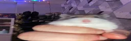 Hamster rodents for sale: China dwarf hamster in Motherwell - Advert 1