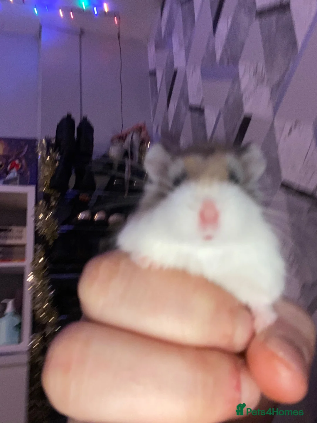 Hamster rodents for sale: China dwarf hamster in Motherwell - Advert 1