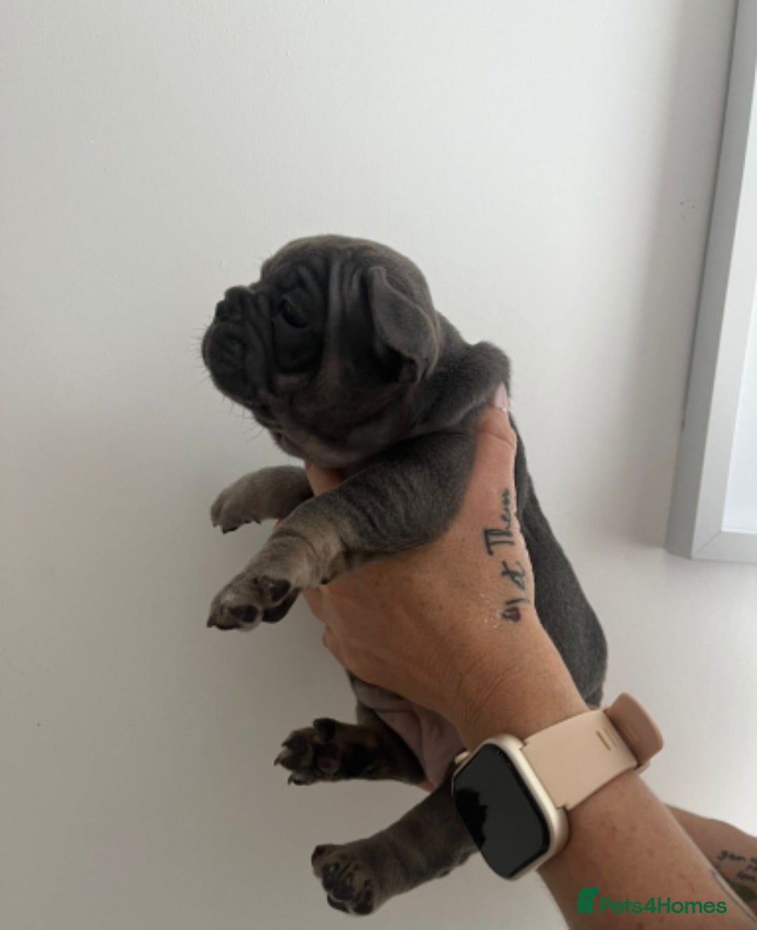 French Bulldog dogs for sale: Quality french bulldogs available to leave 🐾 - Image 17